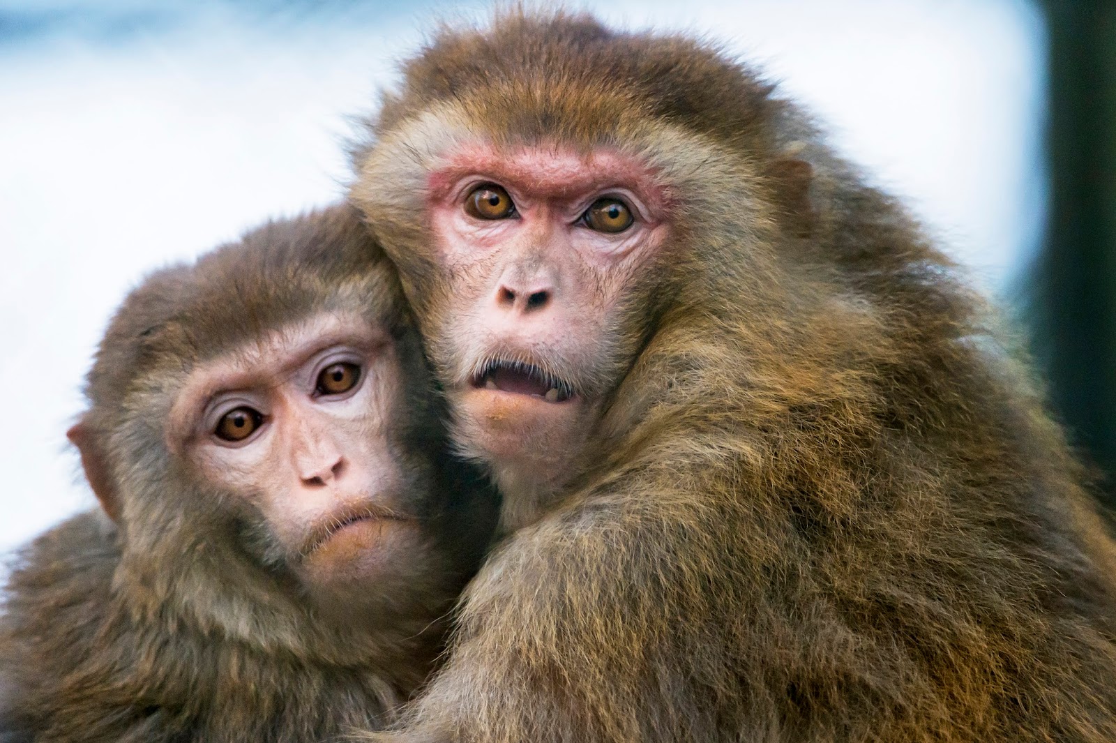 Двое обезьян